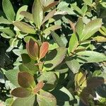 Acokanthera oblongifolia Φύλλο