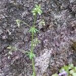 Galium parisiense Лист