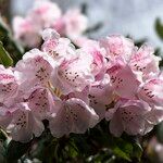 Rhododendron anwheiense