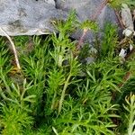 Achillea atrata Fuelha