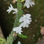 Angraecum distichum Flor