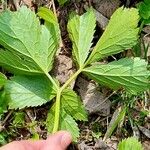 Imperatoria ostruthium Likasa