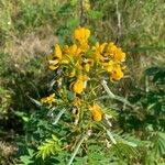 Senna marilandica Flower