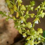 Polystachya odorata Flower