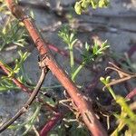 Artemisia campestris പുറംതൊലി