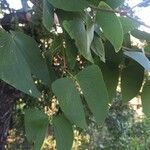Colophospermum mopane Folha