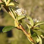 Cotoneaster integrifolius Blad