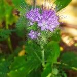 Phacelia tanacetifoliaBlodyn