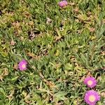 Carpobrotus acinaciformisFloro