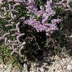 Limonium tuberculatum Hábito