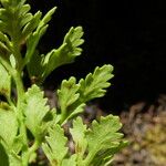 Cryptogramma crispa Blatt