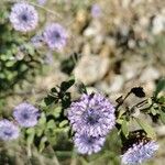 Globularia alypum പുഷ്പം