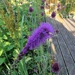 Liatris pycnostachya Cvet