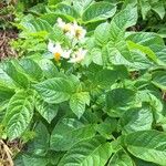 Solanum tuberosum फूल