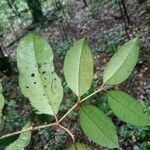 Myrcia decorticans Leaf