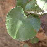 Adiantum reniforme Folio