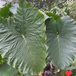 Alocasia macrorrhizos葉