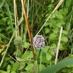 Mentha aquaticaFlower