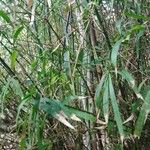 Phyllostachys viridis 葉