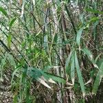 Phyllostachys sulphurea Leaf