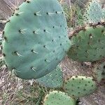 Opuntia engelmannii Leaf