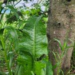 Armoracia rusticana 葉