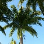 Roystonea regia Hábito