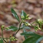 Voacanga africana Blomma