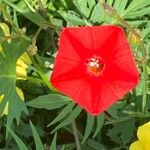 Ipomoea × multifida Flor