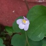 Cymbalaria muralis 花