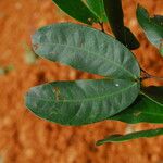 Julbernardia pellegriniana Hoja