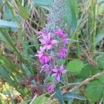 Lythrum salicaria Fiore