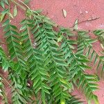 Jacaranda cuspidifolia Hoja