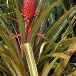 Ananas comosus 花