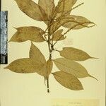 Lithocarpus pachyphyllus Other