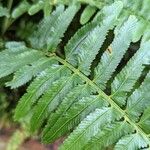 Asplenium harpeodes Hoja