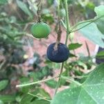 Passiflora lutea Fruit