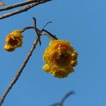 Cochlospermum vitifolium Annet