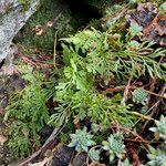 Cryptogramma crispa Habitat