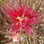 Calliandra dysanthaFlor