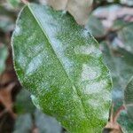 Elaeagnus × submacrophylla Folio