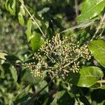Zanthoxylum clava-herculis Flor