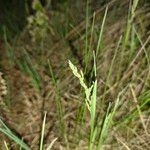 Poa trivialis Flor