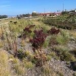 Leucadendron salignum Blad