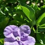 Brunfelsia australis Fleur