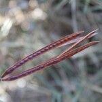 Desmanthus virgatus Fruit