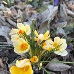 Crocus chrysanthus Flor
