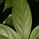 Nectandra belizensis