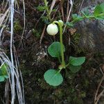 Moneses uniflora Flower