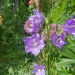 Campanula persicifoliaKvět